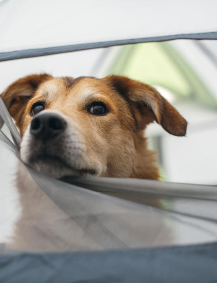 A curious dog looks through a mosquito net from a tent.